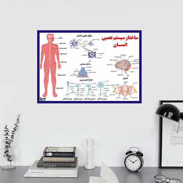 پوستر آموزشی مستر راد مدل ساختار سیستم عصبی انسان کد fiory 2310