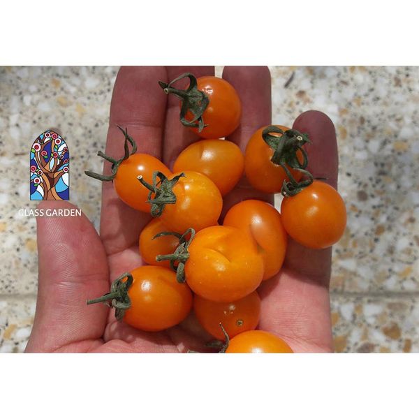 بذر گوجه چری گیلاسی نارنجی گلس گاردن مدل GL10