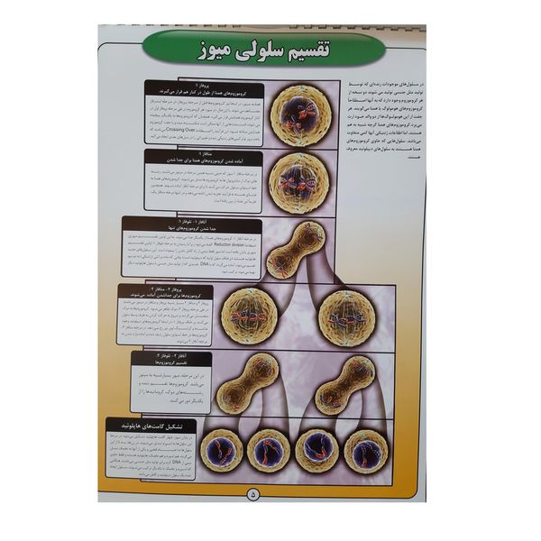 پوستر آموزش مدل زیست شناسی سلول