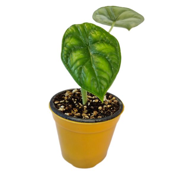 گیاه طبیعی الوکازیا دراگون اسکیل مدل 05