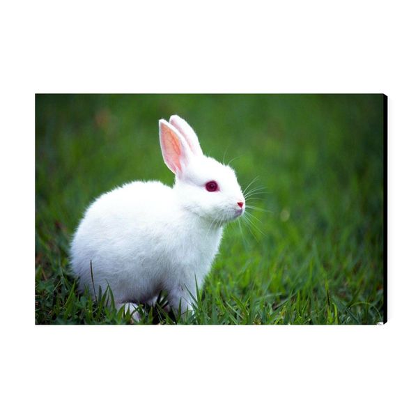 تابلو شاسی عرش مدل فانتزی خرگوش کد As3088