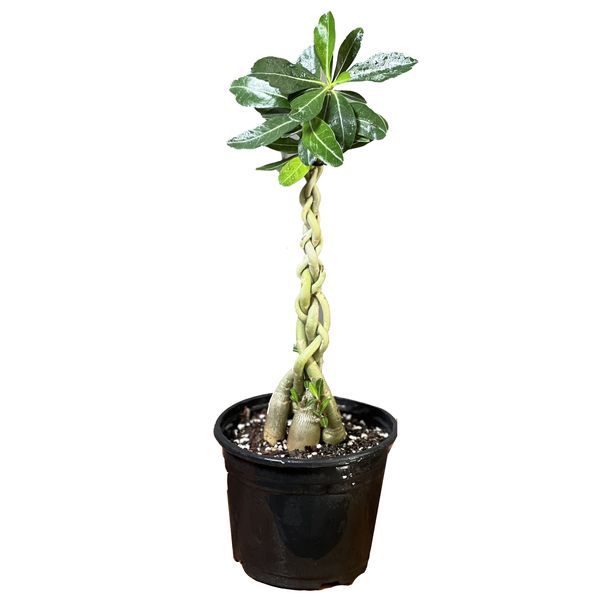 گیاه طبیعی آدنیوم مدل بافتدار 4 شاخه کد 33