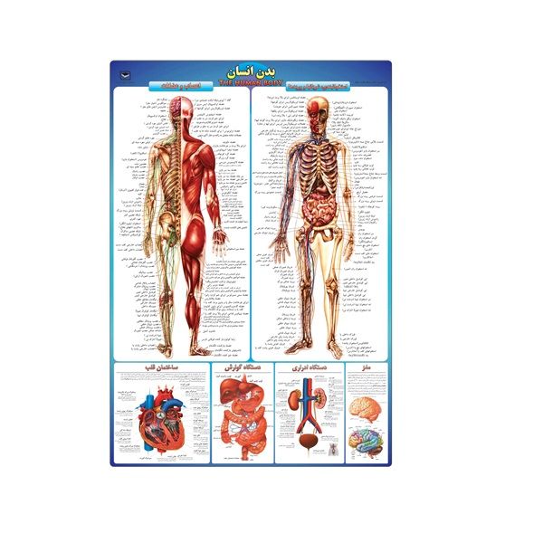 پوستر آموزشی مدل بدن انسان