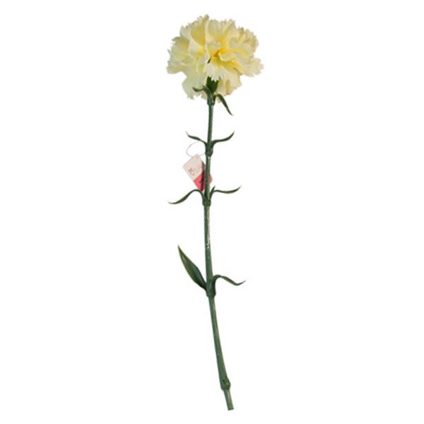 گل مصنوعی تولیپ طرح میخک مدل 501
