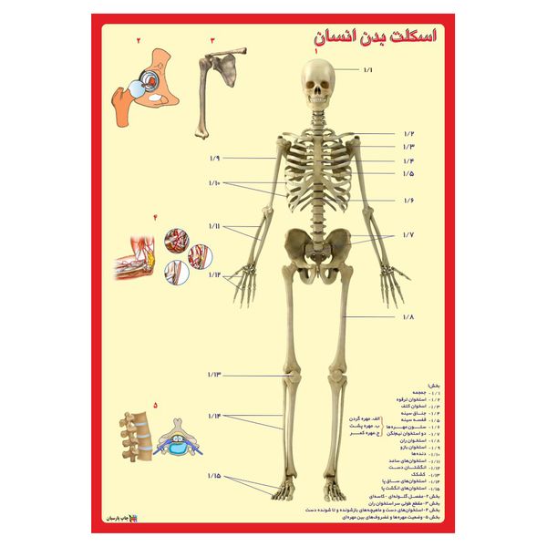 پوستر آموزشی چاپ پارسیان طرح اسکلت بدن انسان کد 002