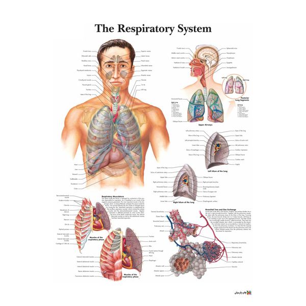 پوستر آموزشی چاپ پارسیان طرح آناتومی بدن انسان مدل THE RESPIRATORY SYSTEM 017