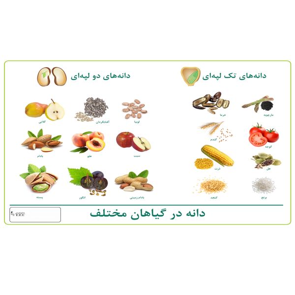 پوستر آموزشی شرکت صنایع آموزشی طرح دانه گیاهان مختلف کد 004