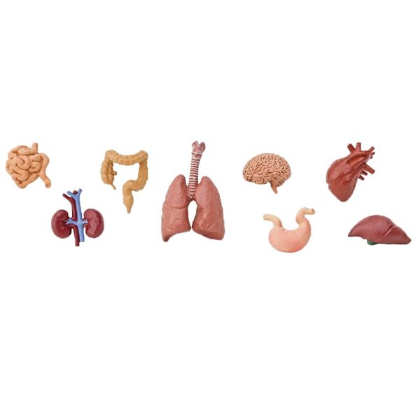 اسباب بازی سافاری مدل Human Organs سایز خیلی کوچک