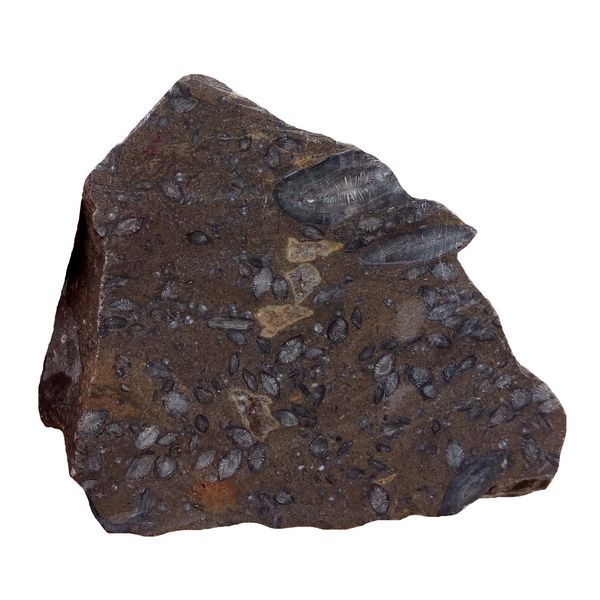 سنگ راف مدل فسیل کد RS1319