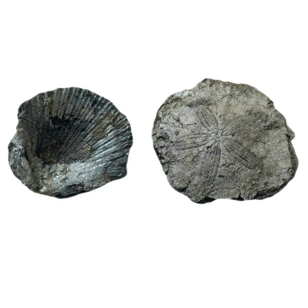 سنگ راف مدل فسیل صدف و ستاره دریایی کد 462 بسته 2 عددی