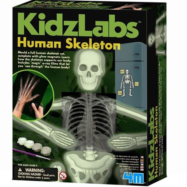 بازی آموزشی 4ام مدل Glow Human Skeleton