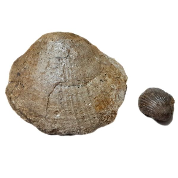 سنگ راف مدل فسیل صدف کلکسیونی آکواریوم کد 489 بسته دو عددی