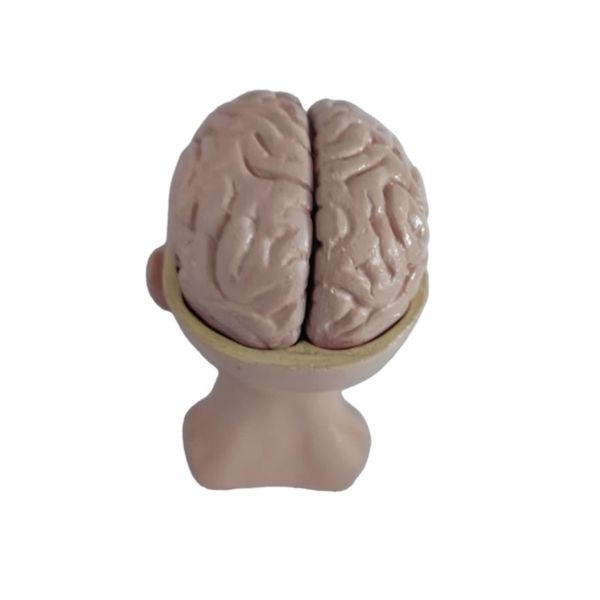 بازی آموزشی مدل مینی مولاژ نمایش مغز و کف جمجمه در سر