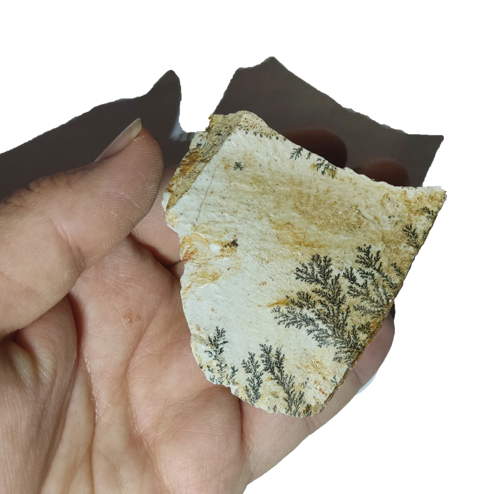 سنگ شجر مدل فسیلی کد 180 F