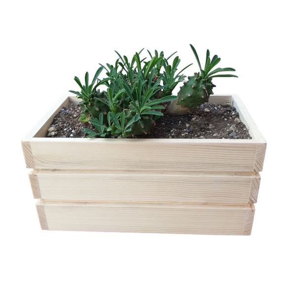 گیاه طبیعی کاکتوس آناناسی مدل چوبی  کد 19