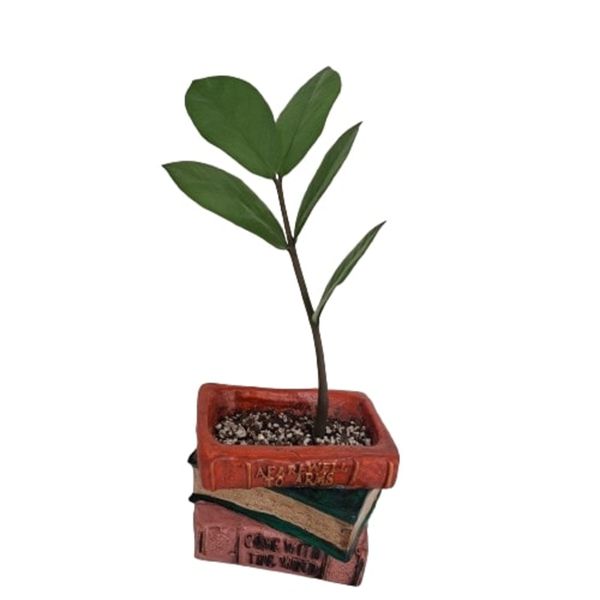 گیاه طبیعی زاموفیلیا مدل کتاب