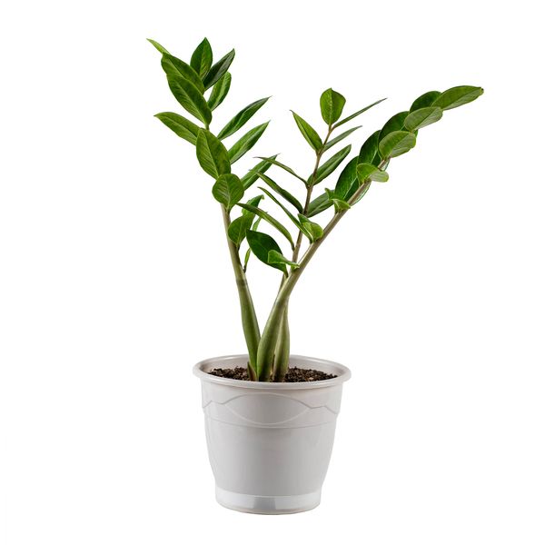 گیاه طبیعی زاموفیلیا مدل گلپونه