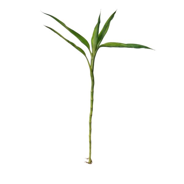 گیاه طبیعی بامبو مدل رومیزی ابلغ کد 70