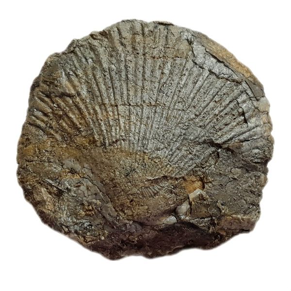سنگ راف مدل فسیل صدف کلکسیونی قدمتی آکواریومی کد ۴۶۶