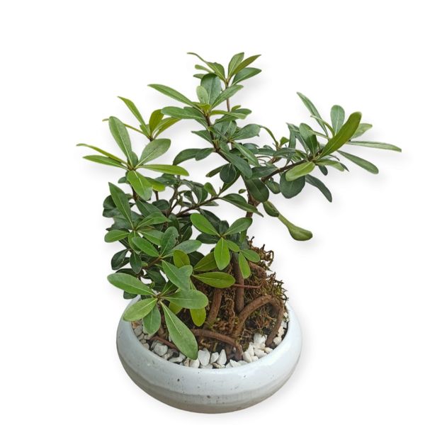 گیاه طبیعی بونسای شفلرا مدل R00