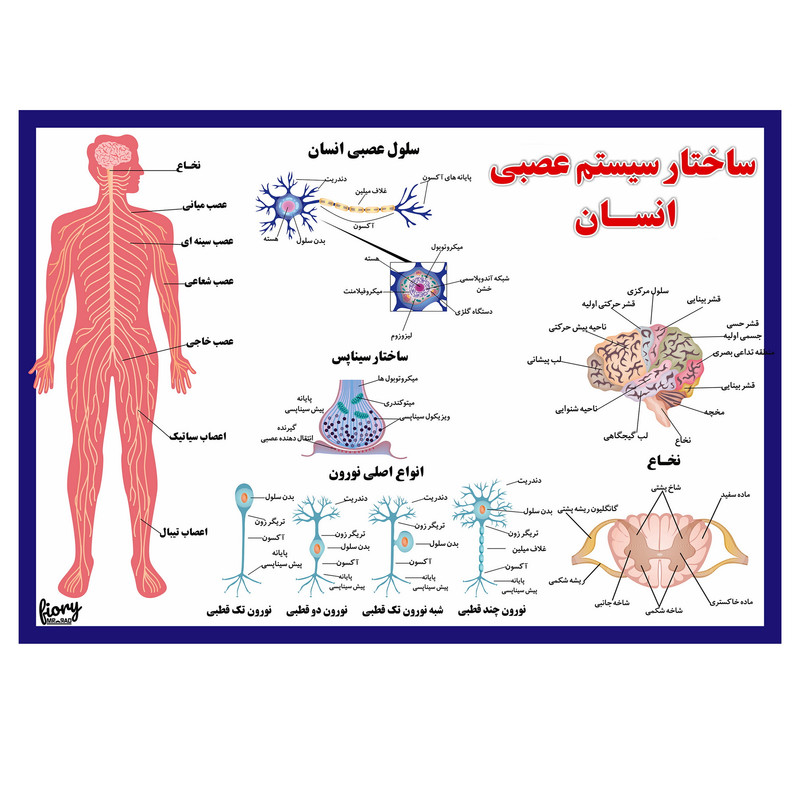 پوستر آموزشی مستر راد مدل ساختار سیستم عصبی انسان کد fiory 2310