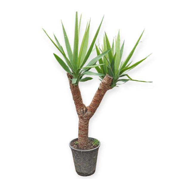 گیاه طبیعی گیاه یوکا مدل دو شاخه