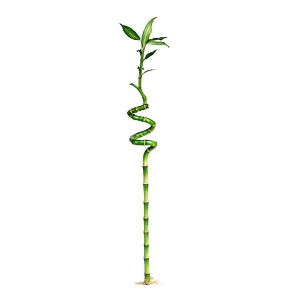 گیاه طبیعی بامبو مدل جوانه دار کد 120