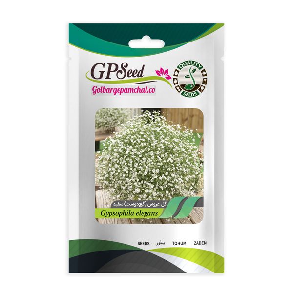 بذر گل عروس سفید جی پی سید مدل GP13547