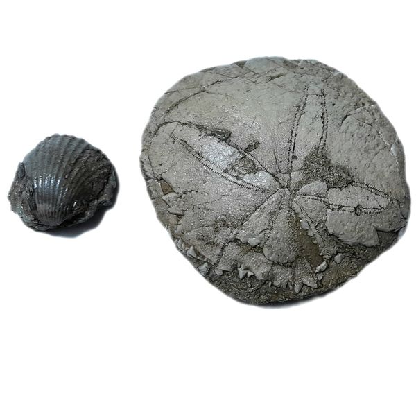سنگ راف مدل فسیل صدف و ستاره دریایی کلکسیونی آکواریوم کد 467 بسته 2 عددی