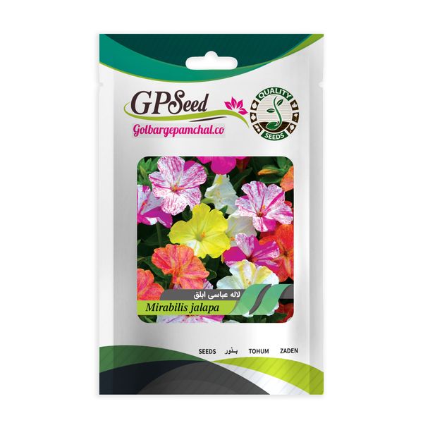 بذر گل لاله عباسی ابلق دارای گلهای چند رنگ پامتوسط الوان گلبرگ پامچال کد GPF-078