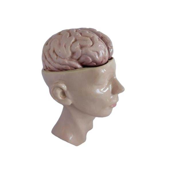 بازی آموزشی مدل مینی مولاژ نمایش مغز و کف جمجمه در سر