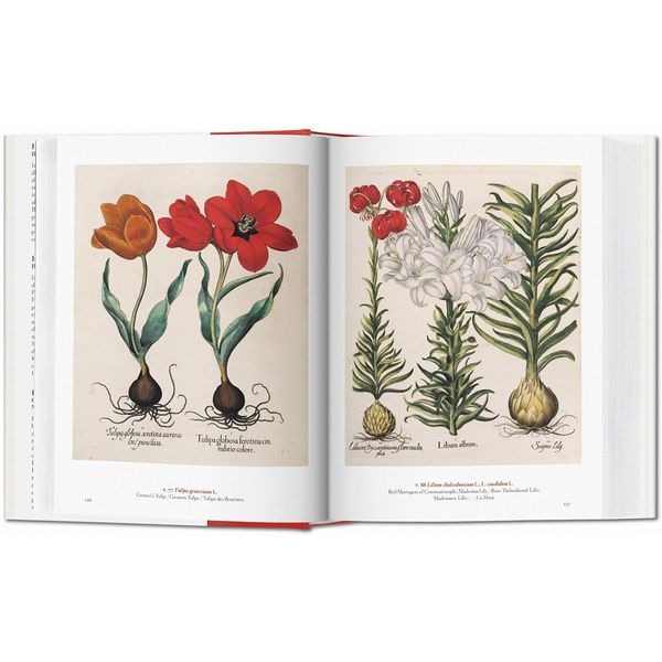 کتاب A Garden Eden. Masterpieces of Botanical Illustration. 40th Ed. اثر H. Walter Lack انتشارات تاشن