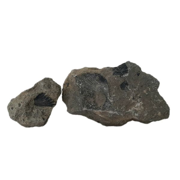 سنگ راف مدل فسیل صدفی کد 141 بسته دو عددی