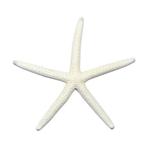 ستاره دریایی تزیینی مدل پابلند