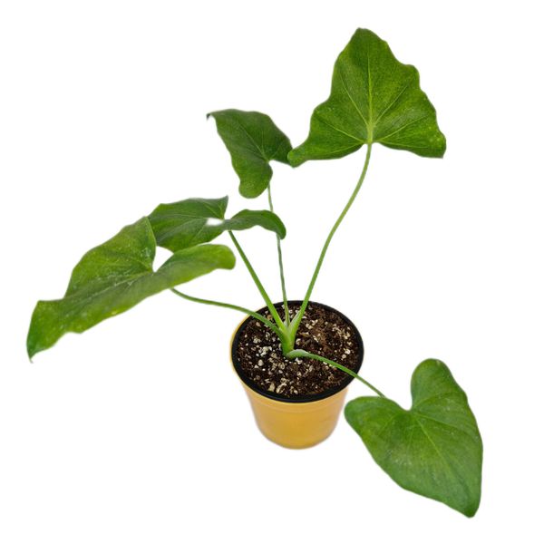 گیاه طبیعی برگ انجیری مدل 05