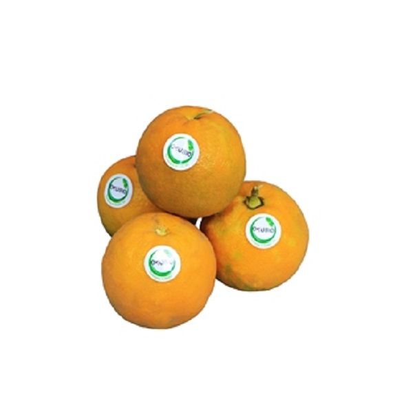 نارنج اکوبیو 1 کیلوگرم