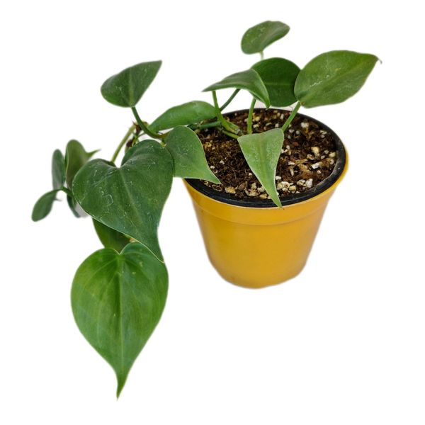 گیاه طبیعی اسکاندیس مدل 05