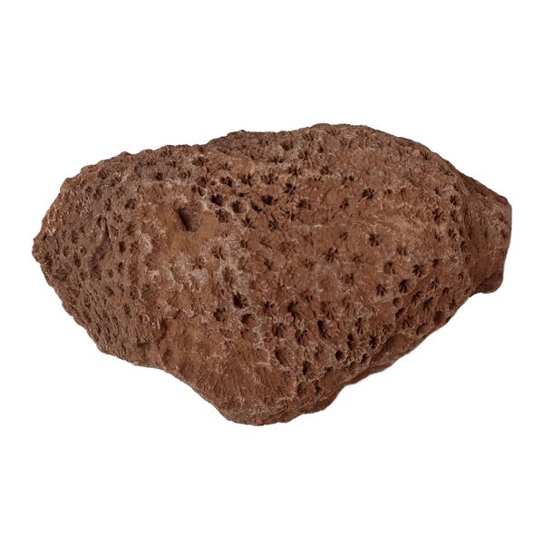سنگ راف مدل فسیل مرجان کد RS1301