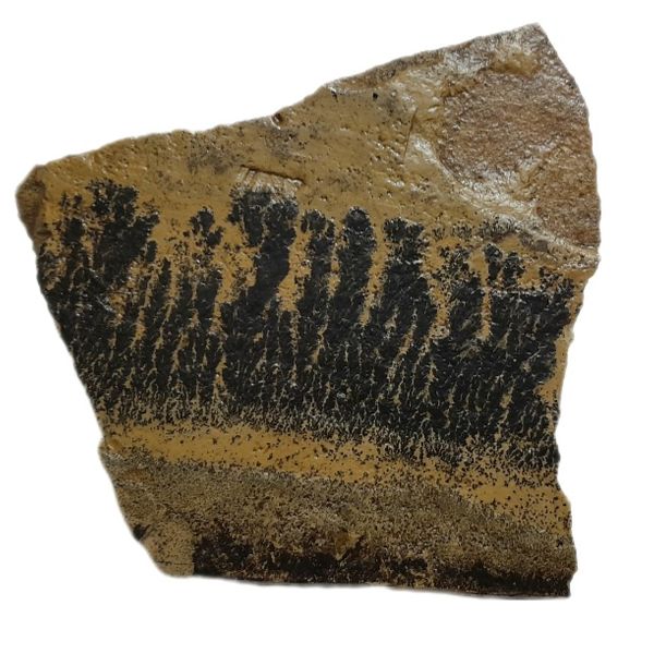 سنگ راف مدل شجر فسیلی کلکسیونی کد 459