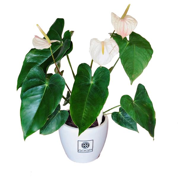 گیاه آنتوریوم سفید گل گیفت کد GP021