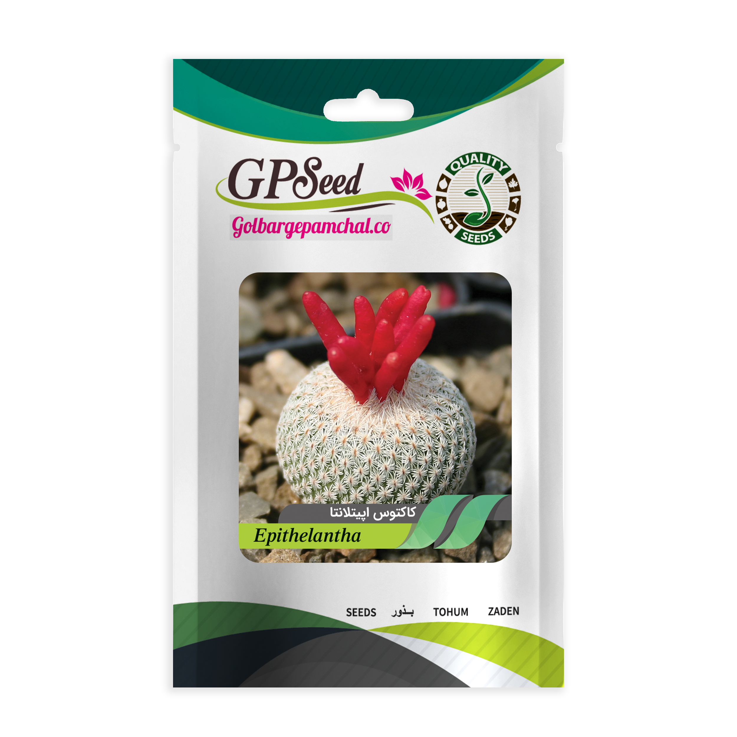 بذر کاکتوس اپیتلانتا گلبرگ پامچال کد GPF-178 