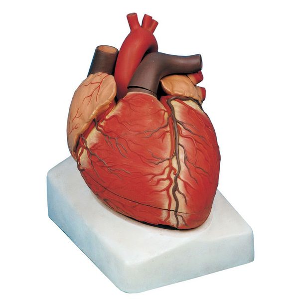 بازی آموزشی مدل مولاژ قلب