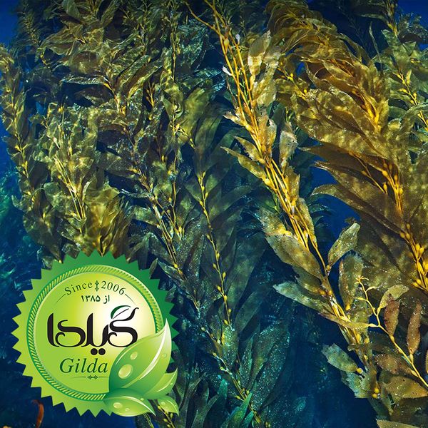کود مایع جلبک دریایی گیلدا مدل Seaweed حجم 120 میلی لیتر