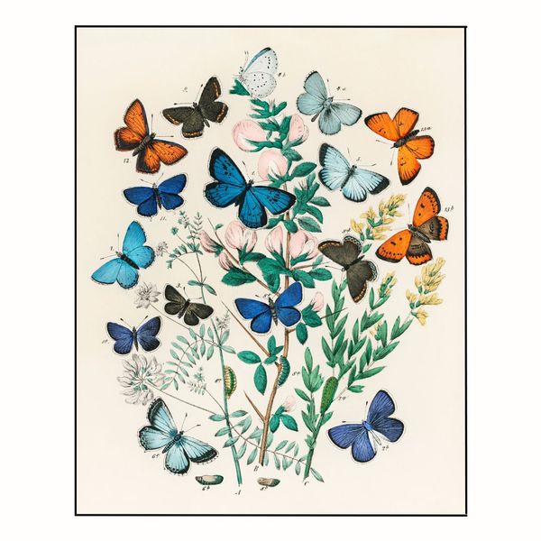 پوستر مدل   پروانه‌ها و کرم‌های اروپایی 