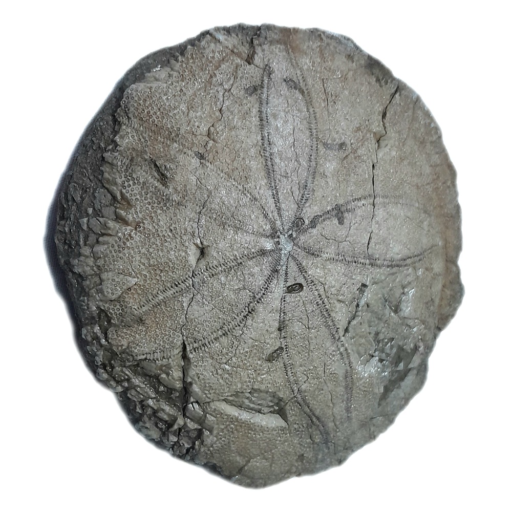 سنگ راف مدل فسیل ستاره دریایی کلکسیونی قدمتی آکواریوم کد ۴۶۳