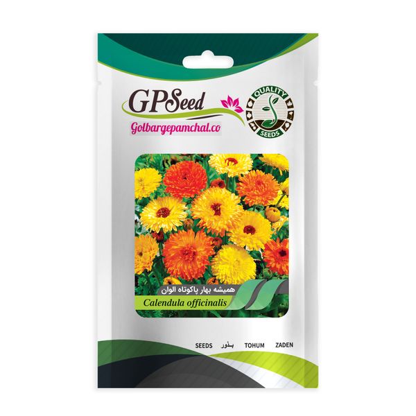 بذر گل همیشه بهار گلبرگ پامچال کد GPF-095
