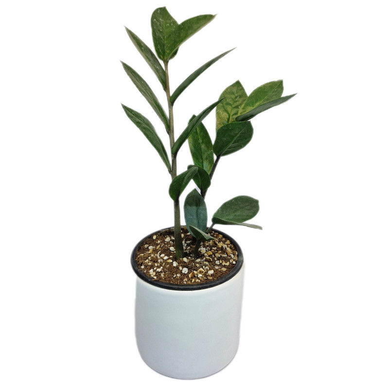 گیاه طبیعی زاموفیلیا مدل 03