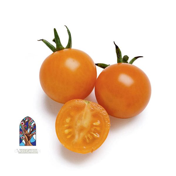 بذر گوجه چری گیلاسی نارنجی گلس گاردن مدل GL10