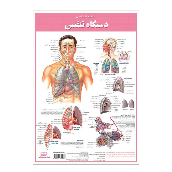 پوستر آموزشی انتشارات اندیشه کهن مدل کالبدشناسی دستگاه تنفسی کد 35-50