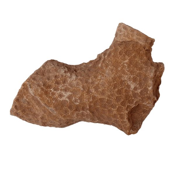 سنگ راف مدل فسیل مرجان کد RS1303